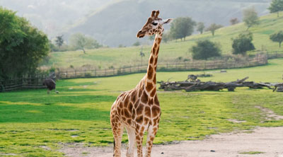 Foto einer Giraffe im Prager Zoo